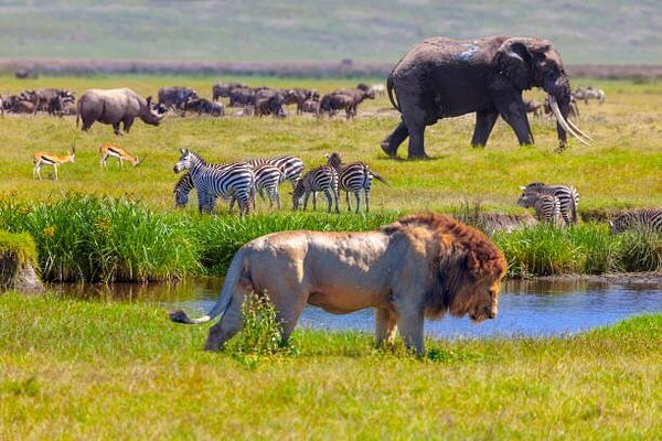 A family of elephants walking across the vast savanna plains of the Serengeti National Park.